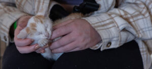 750-x-561-hands-holding-cat