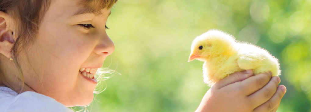 homepage-chick-closeup